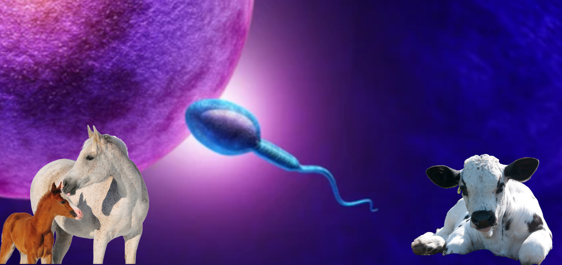 VetMotl Sperm Separation